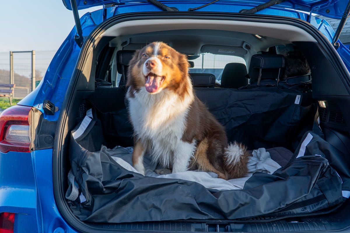 Roadtrip mit Hund – Dachbox oder Heckbox? Pack-Guide