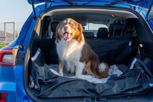 Road Trip with a Dog: Roof Box or Rear Box?